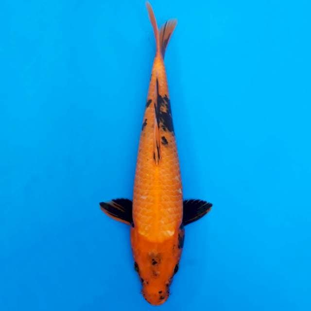 Hi utsuri