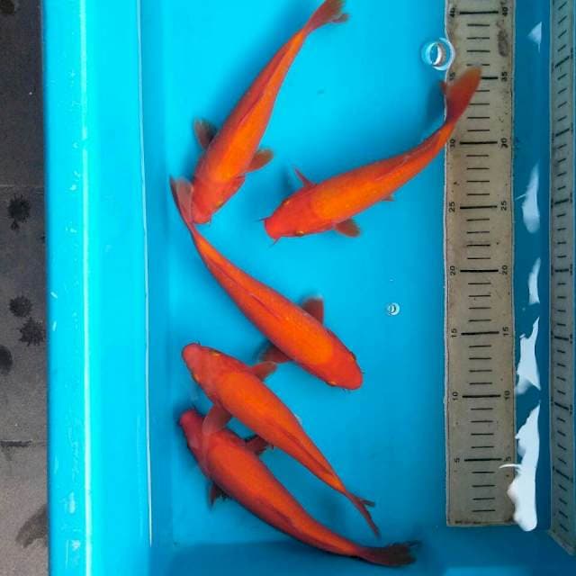 BENIGOI 20,22CM 