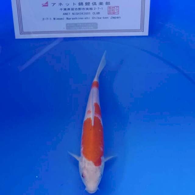 Kohaku import sert