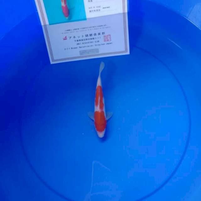 Kohaku serti anetto