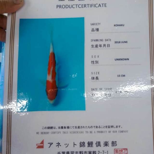 Kohaku serti anetto
