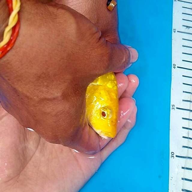 YAMABUKI MATA MERAH Aragoke
