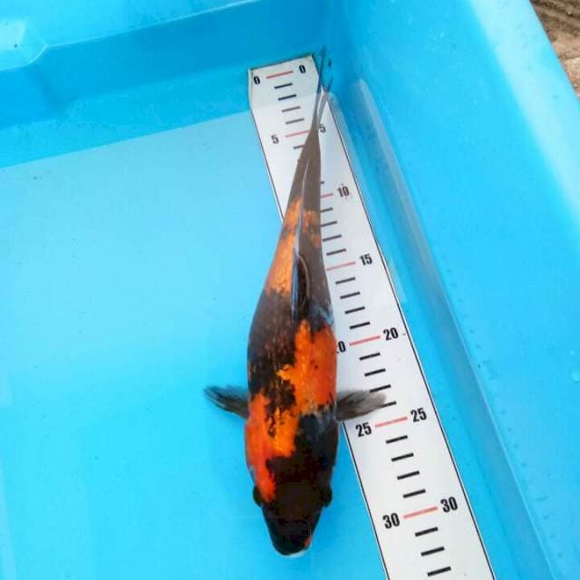 HiShowa Ginrin 28cm