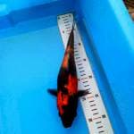 HiShowa Ginrin 28cm