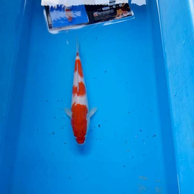 Kohaku serti import
