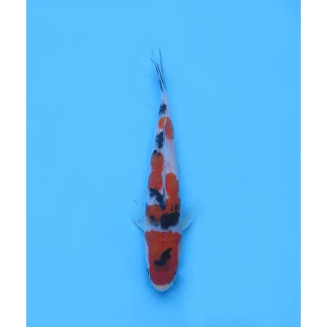 Baby Sanke ,14Cm