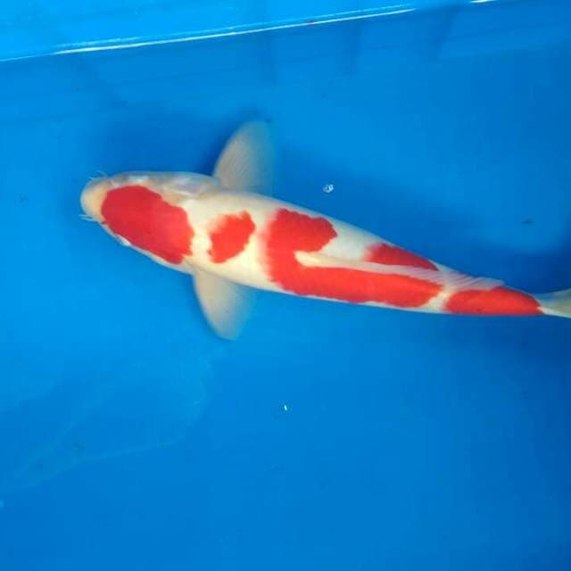 kohaku 35cm