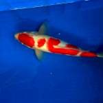 kohaku 35cm