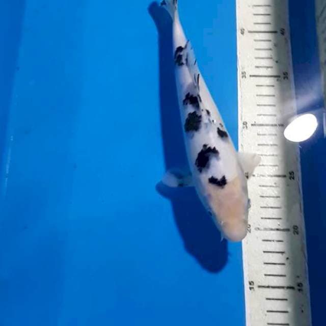 BEKKO 25 CM