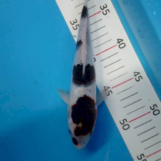 Goromo 