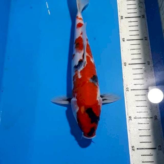 SHOWA 29 CM