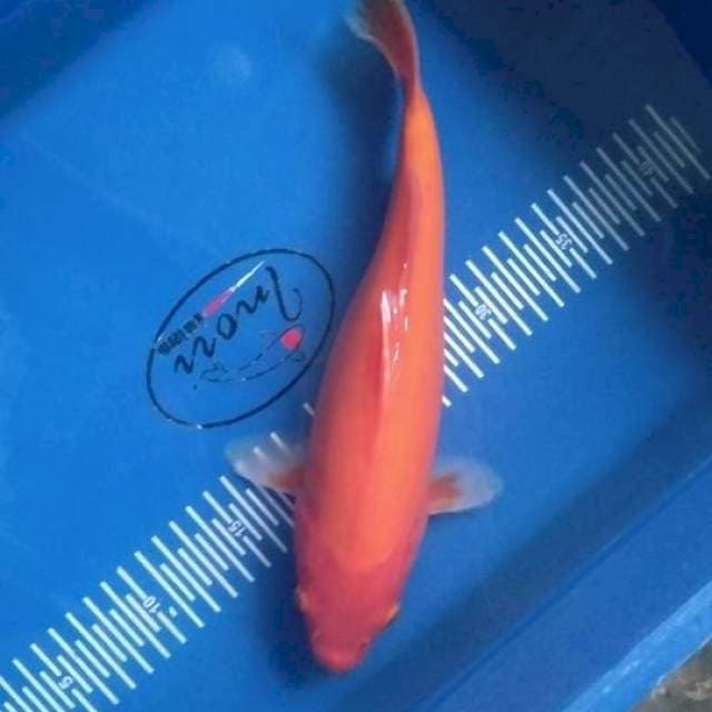 Benigoi 32cm