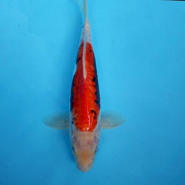 2. 32cm Benikumon