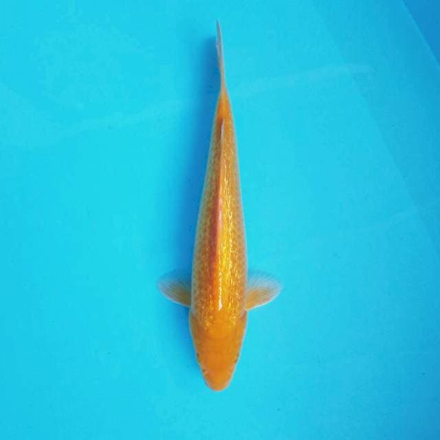 6. 30cm Karashi Full Ginrin