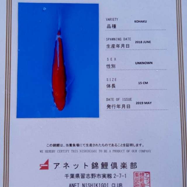 Kohaku import serti anetto