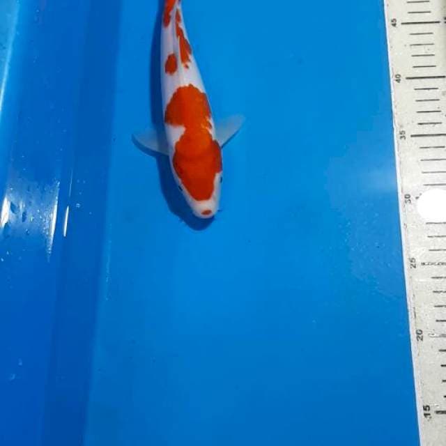KOHAKU 25 CM