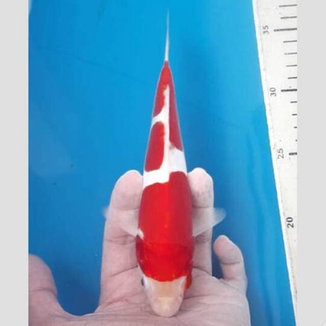 kohaku f1 merah cabe