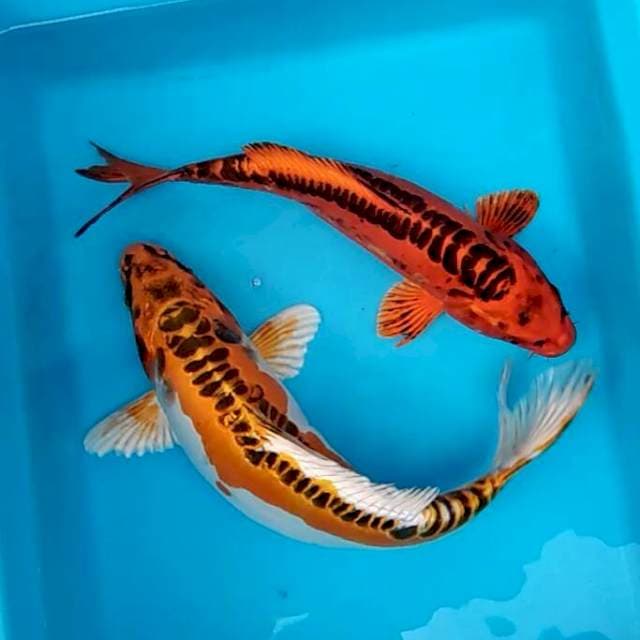 One pair - A couple dancing metallic koi