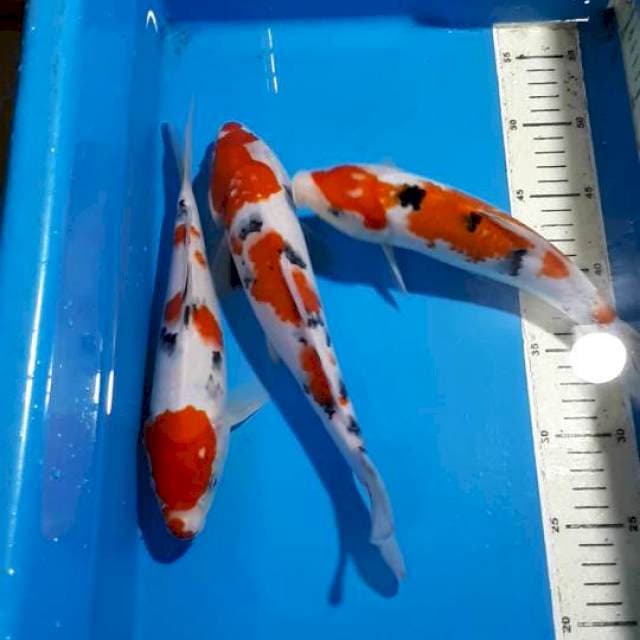 SANKE 26 SAMPAI 28 CM