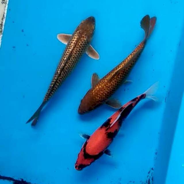 Mix trio kwek kwek 25-26cm