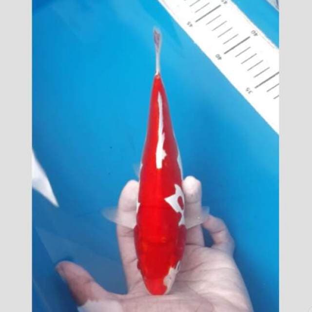 si merah darah 30bu