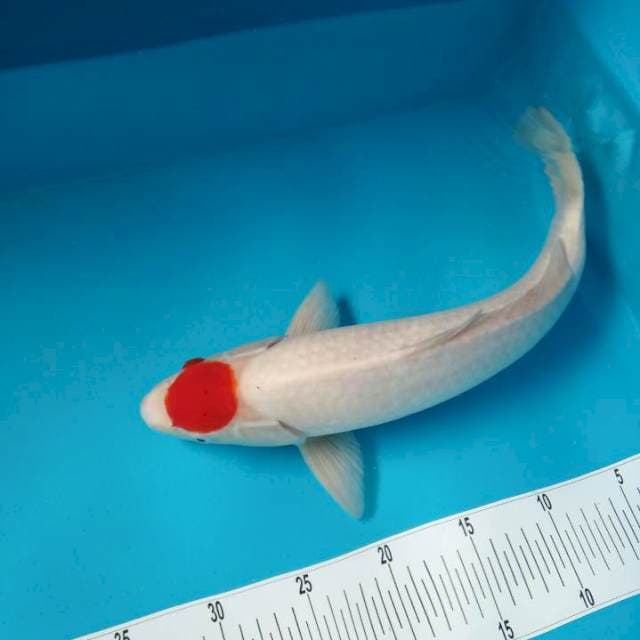 Jumbo ORI 43cm
