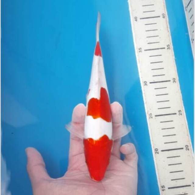 kohaku 3step