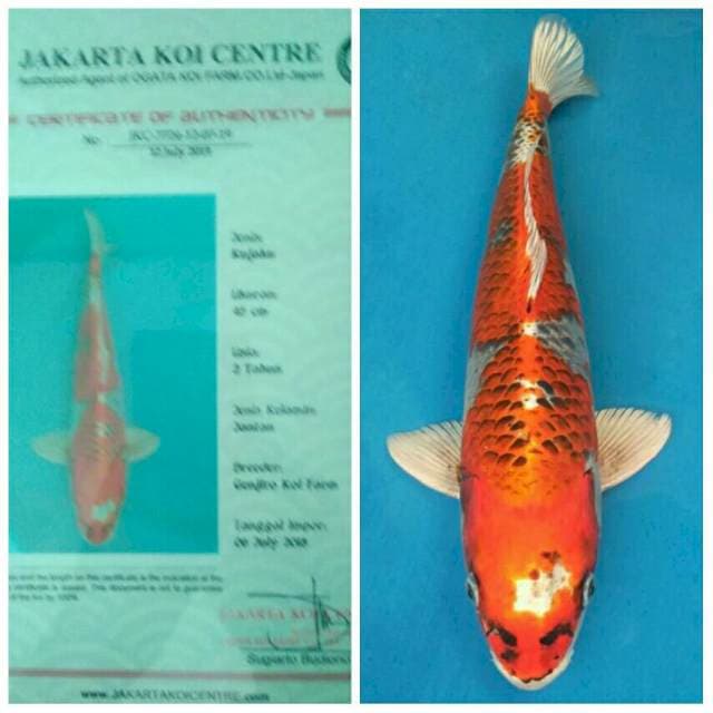 Genjiro Jumbo Kujaku