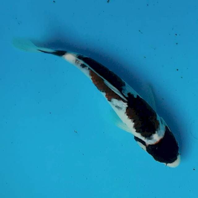 Goromo