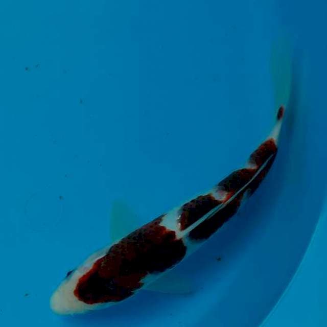 Goromo 