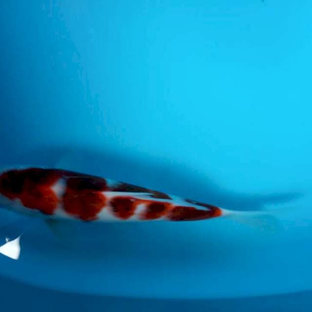 NAZUMA AI GOROMO