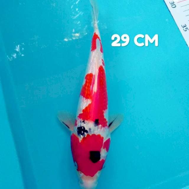 Sanke ginrin ori 29 cm