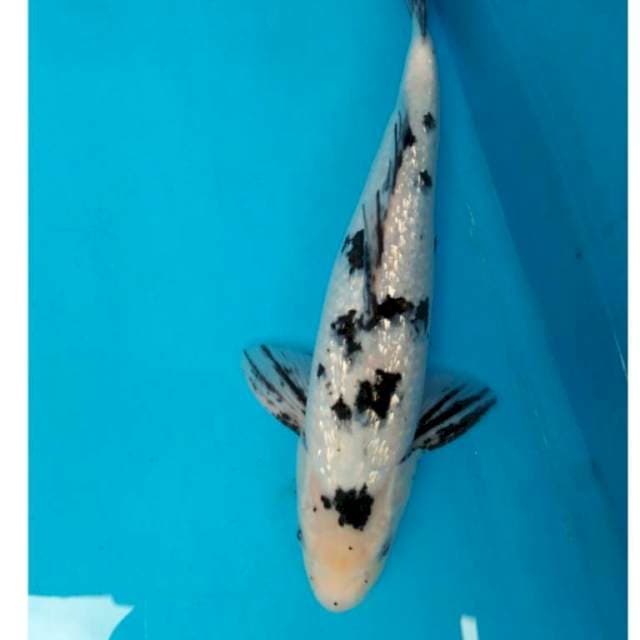 BEKKO GINRIN 36 cm