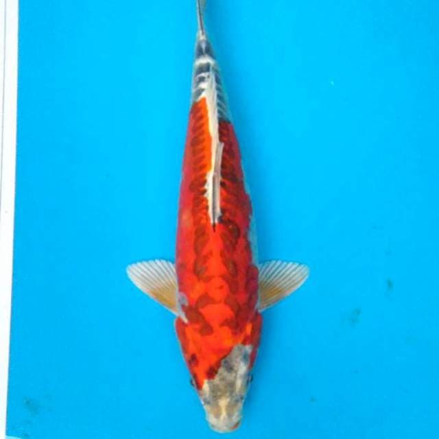 BENIKiKO 35 cm