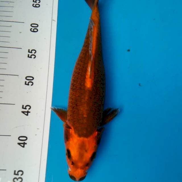 Kin MaTsuba 33 cm