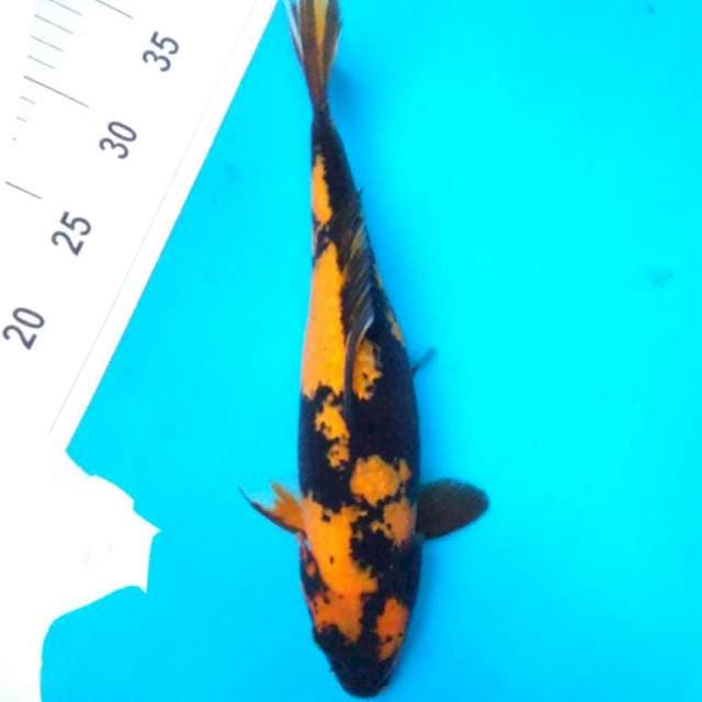 Ki UTSURi 32 cm