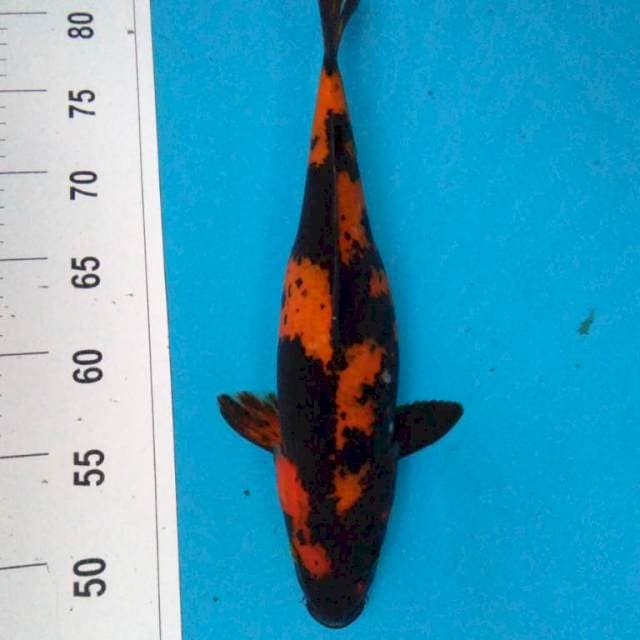 Hi UTSURI 32 cm