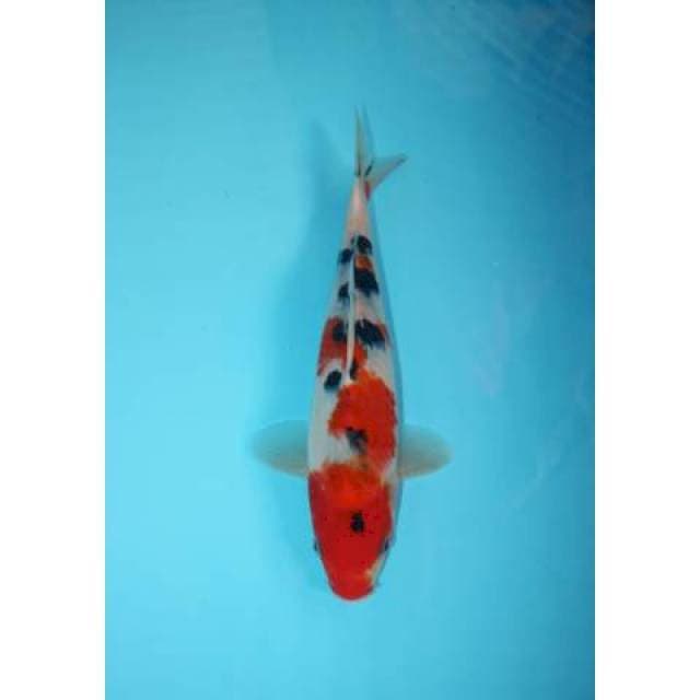 TATEGOI SANKE 23 CM