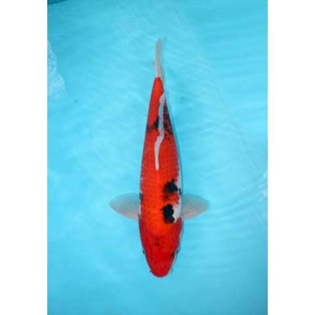 SANKE 38 CM