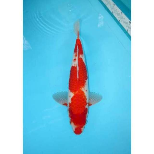 SANKE 36 CM