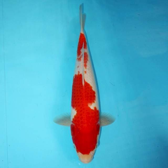 AI GOROMO 32 CM