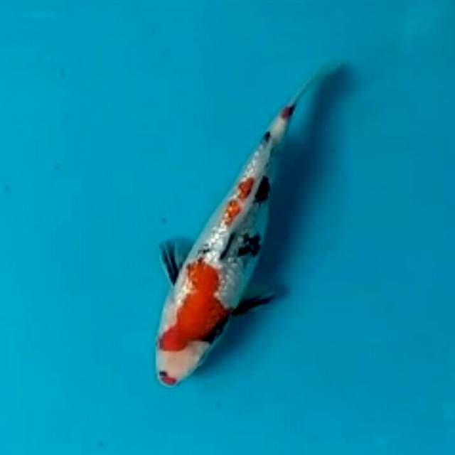 Showa ginrin*20cm