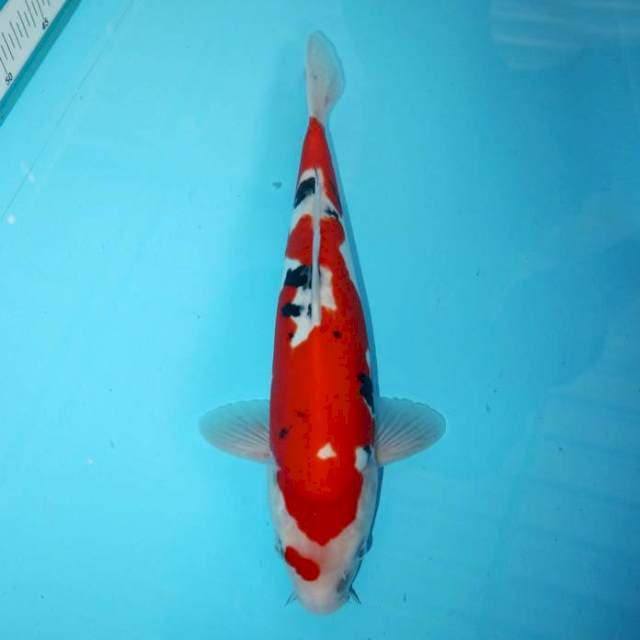 DOITSU 33 CM