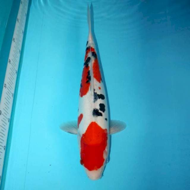 DOITSU SANKE 34 CM