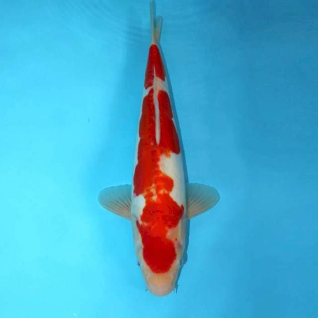 DOITSU 31 CM