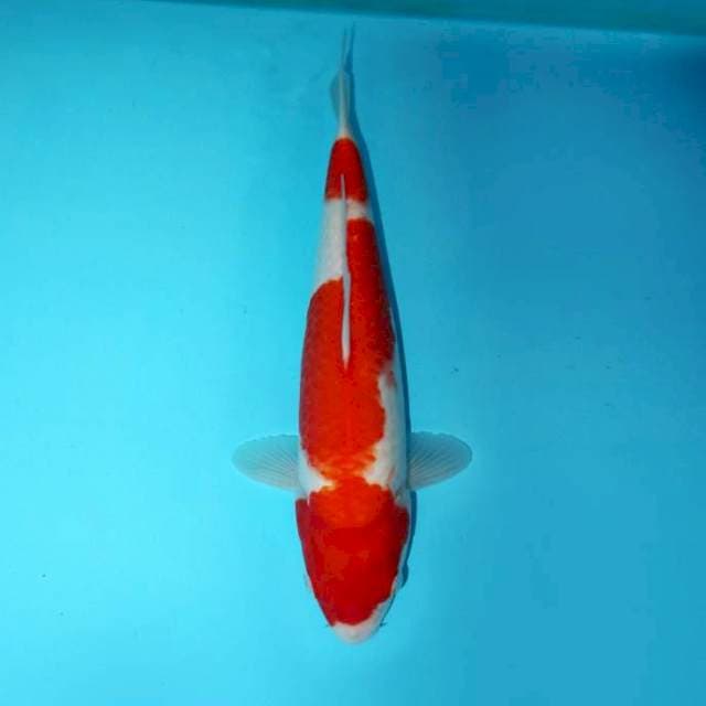 KOHAKU 34 CM