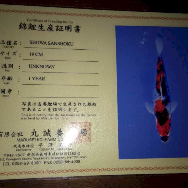 Showa Sanshoku 19cm (marusei). Import dan Sertifikat