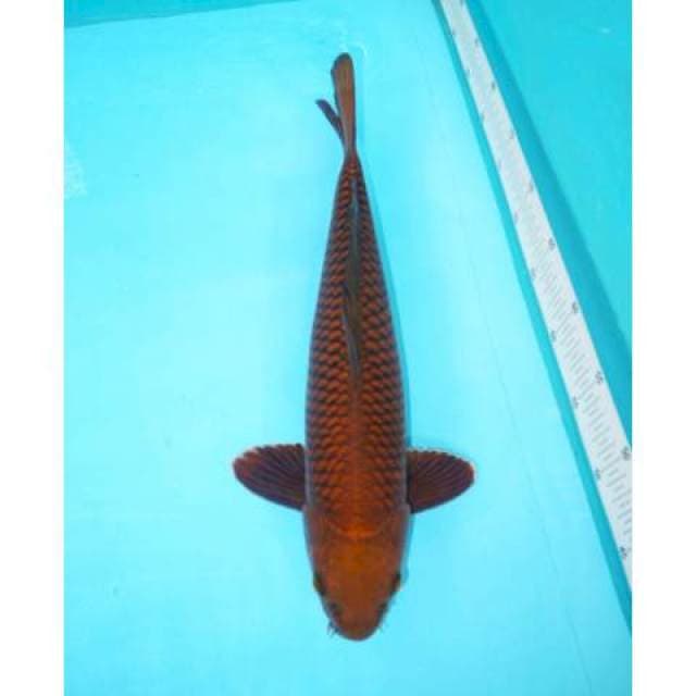CHAGOI TEMBAGA RING RAPI 41 CM