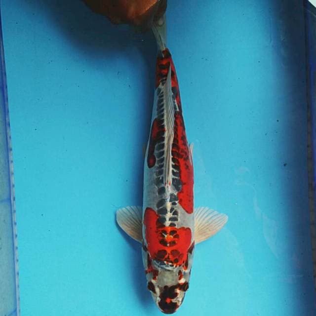 Kiko jreng 41cm male