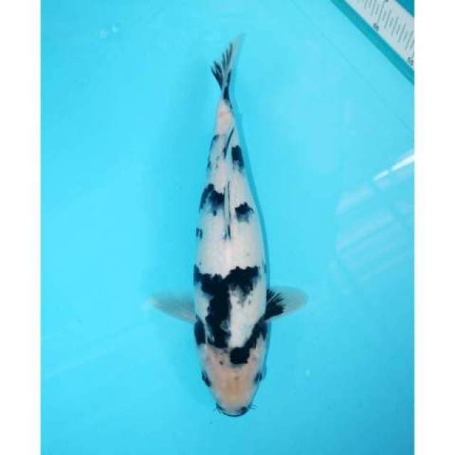 SHIRO PROSPEK BAGUS PUTIH SALJU 31 CM